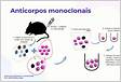 Diferença entre os anticorpos monoclonais e policlonais Wak